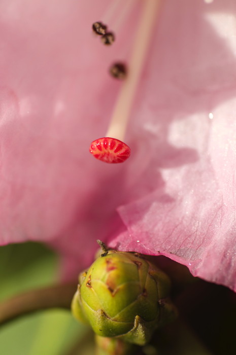 Pink Flower