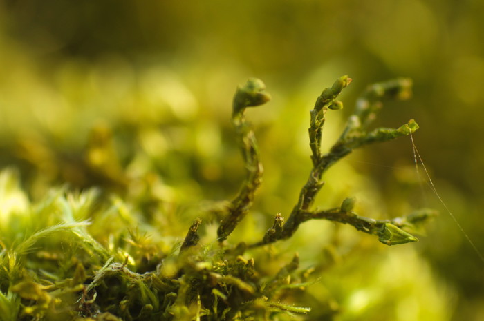 Moss