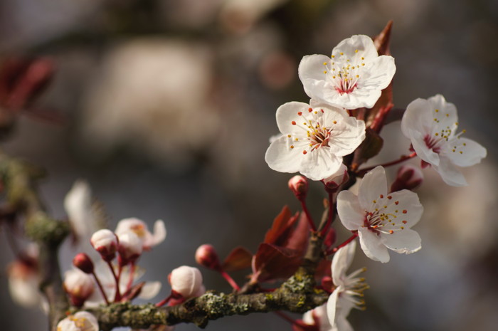 Cherry Blossoms