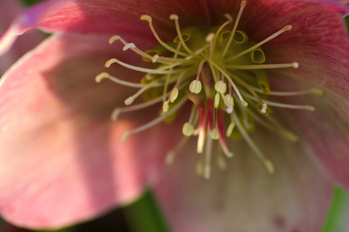 Pink Flower