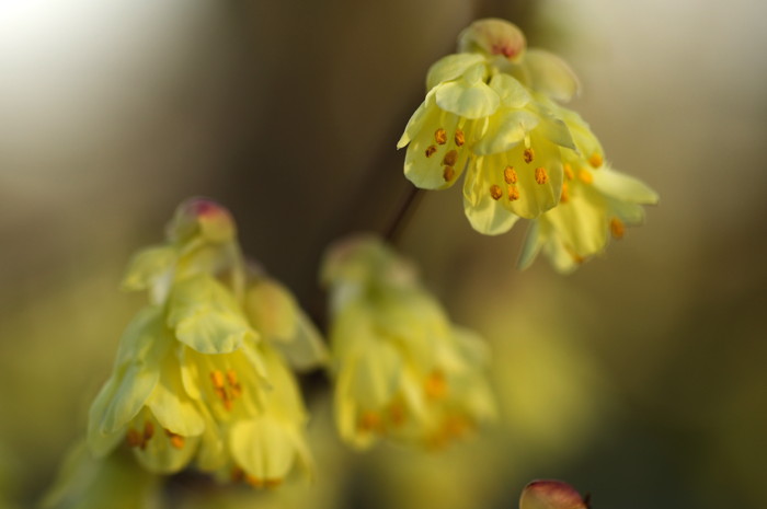 Yellow Flowers