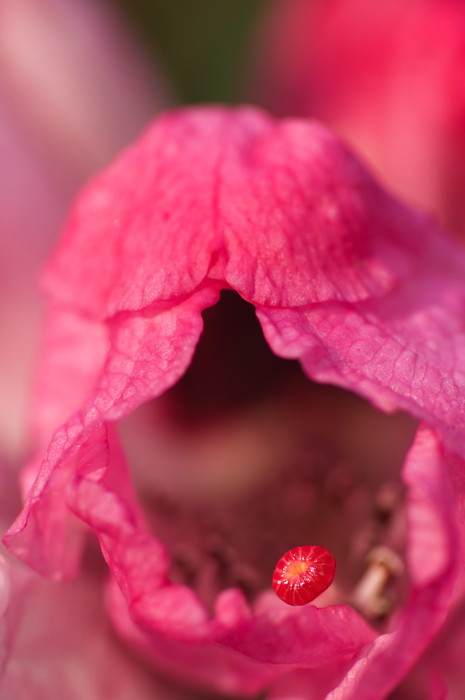 Pink Flower