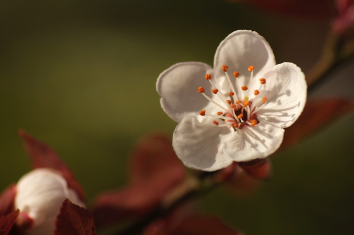 Cherry Blossom