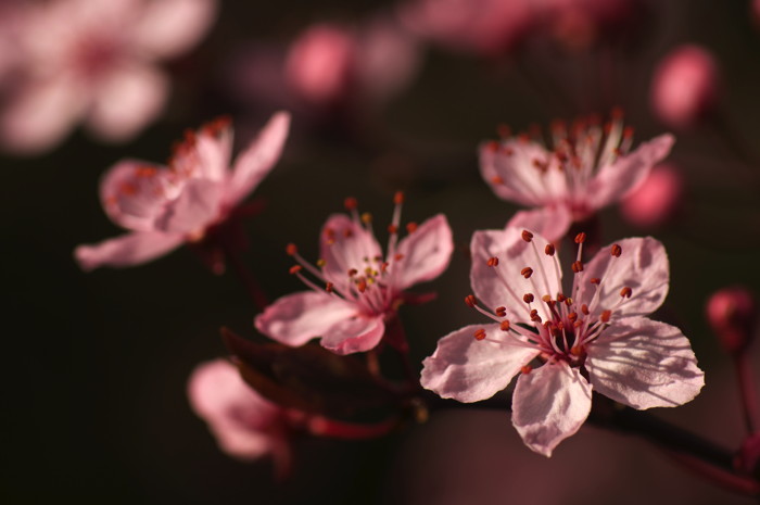 Cherry Blossoms