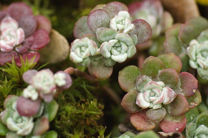 Succulents