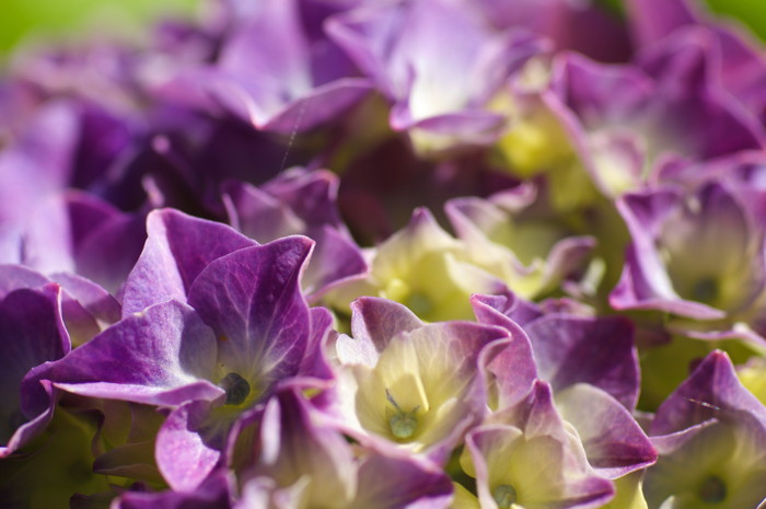 Purple Flowers