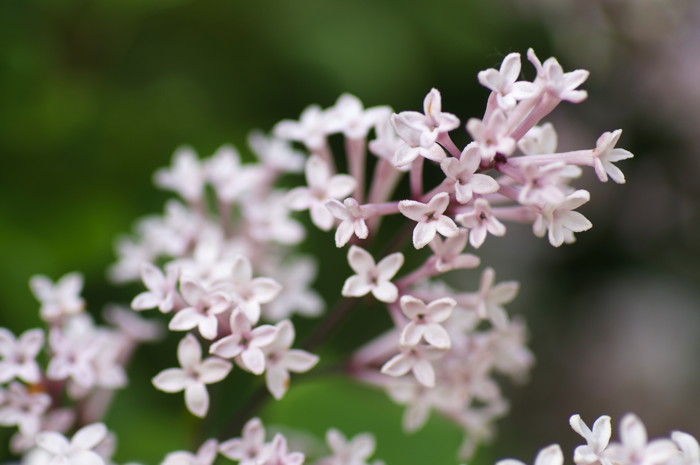 Lilacs