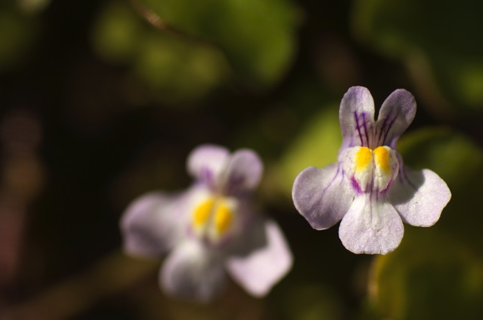 Tiny Flowers