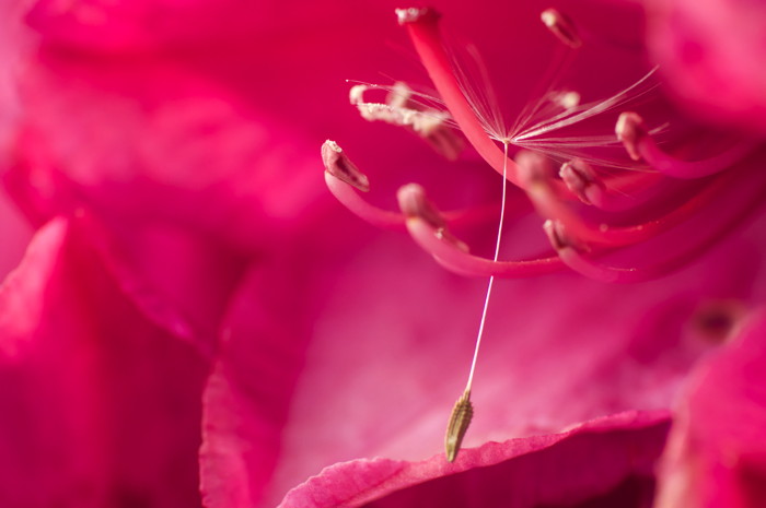 Seed