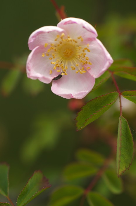 Pink Flower