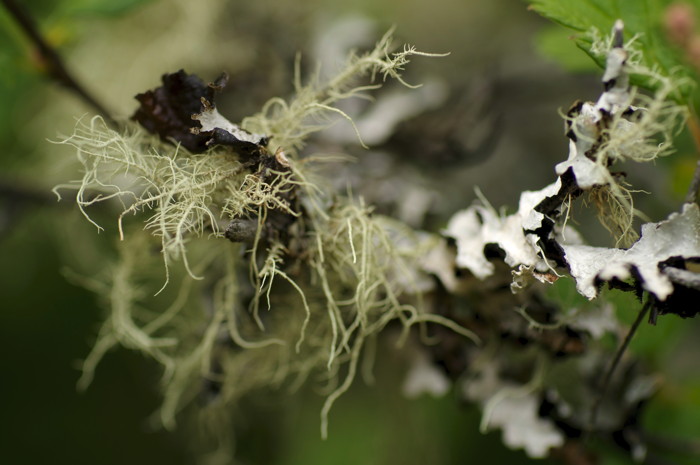 Lichen
