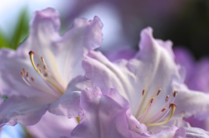 Pink Flowers