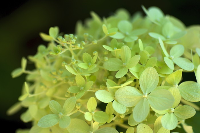 Yellow Flowers