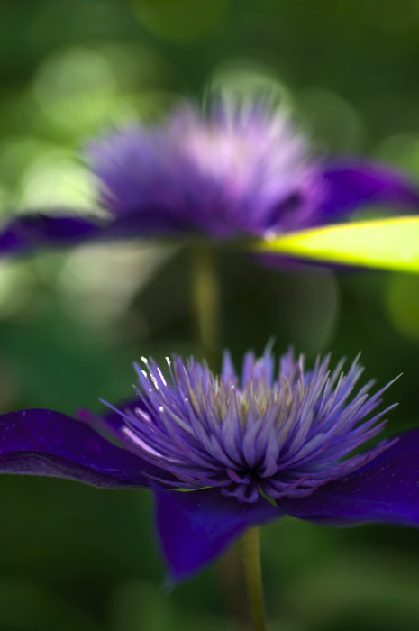Purple Flowers