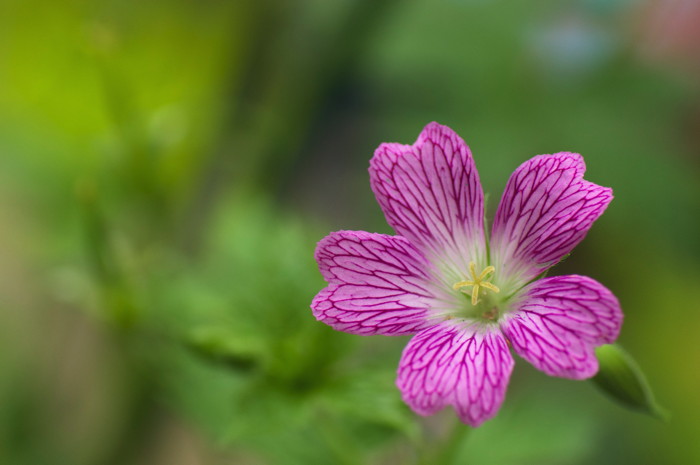 Pink Flower