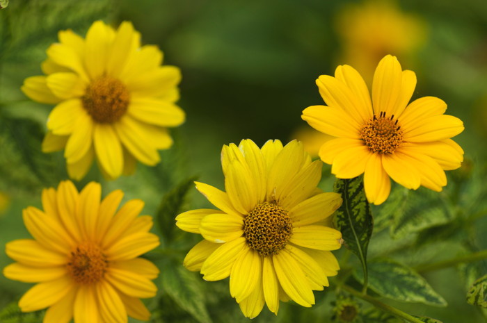 Yellow Flowers