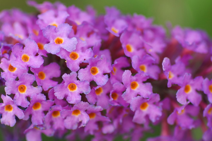 Purple Flowers