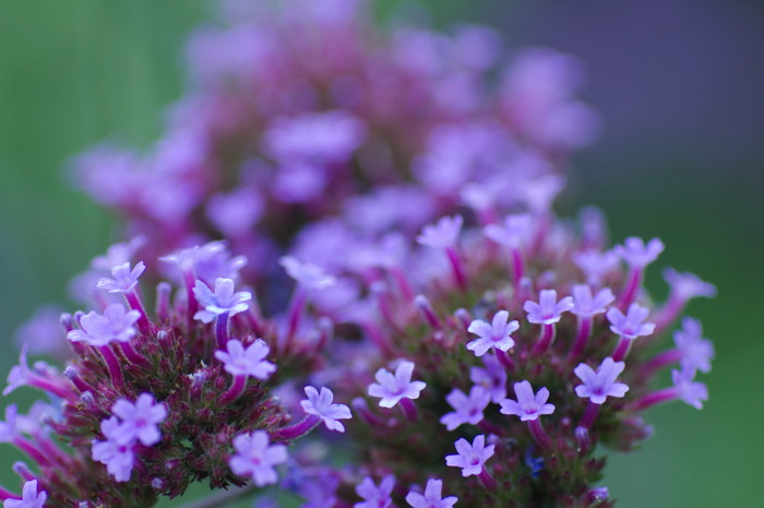 Purple Flowers