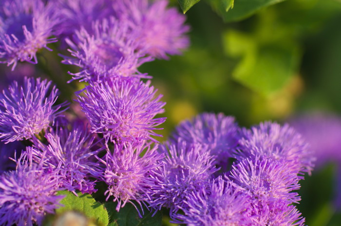 Purple Flowers