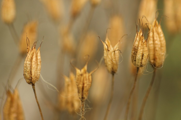 Seed Pods