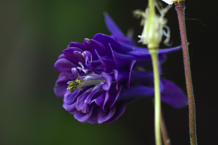 Purple Flower