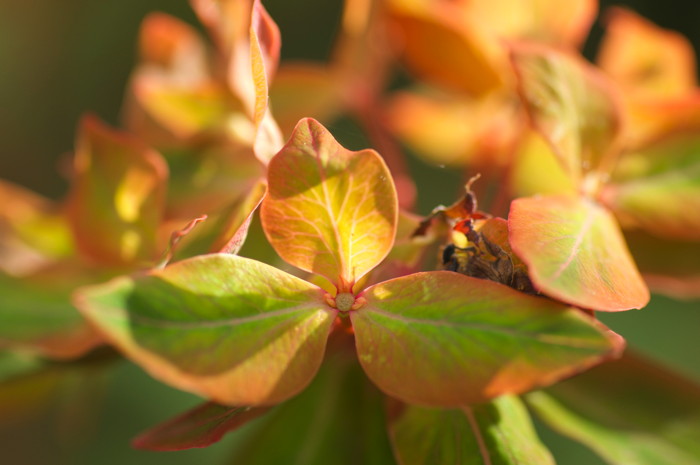 Leaves