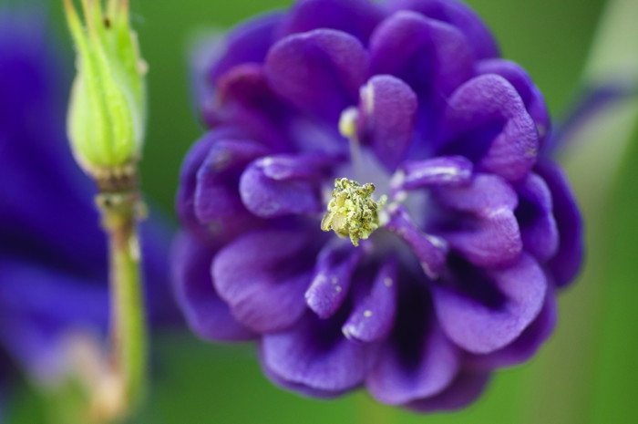 Purple Flower