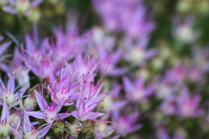 Purple Flowers