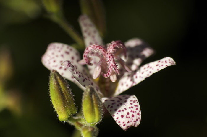 Pink Flower