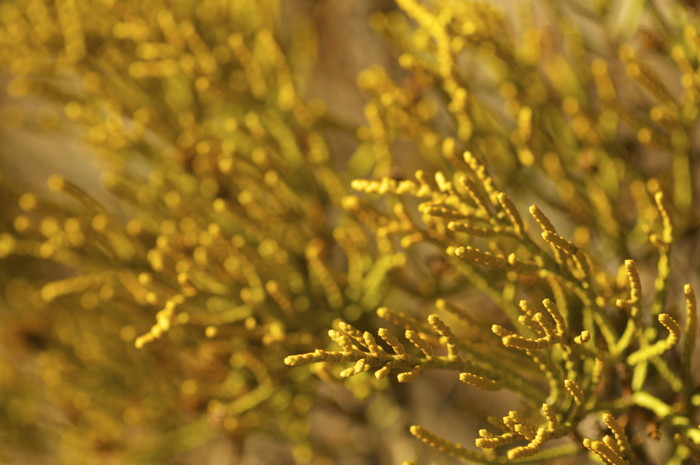 Cedar