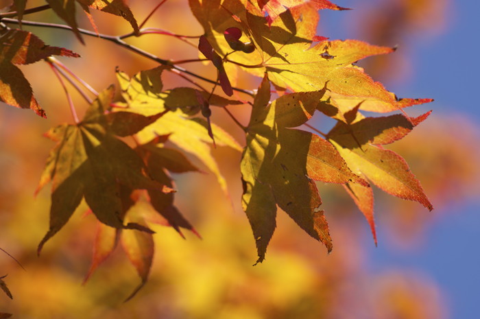 Fall Leaves