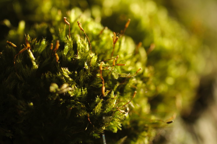 Moss