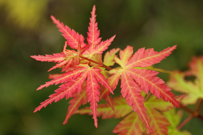 Fall Leaves