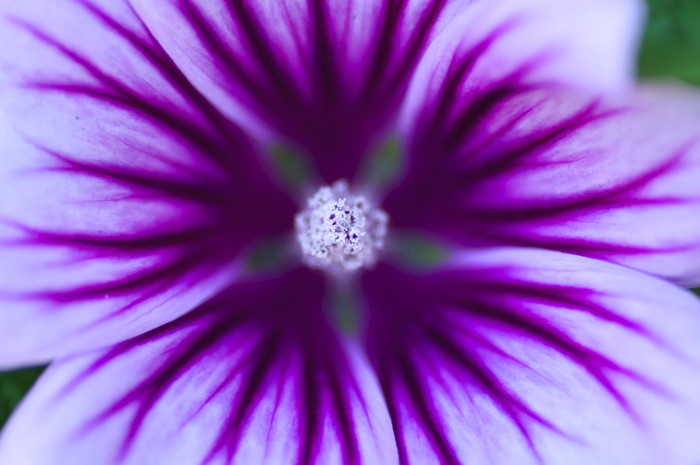 Purple Flower
