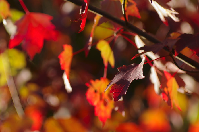 Fall Leaves