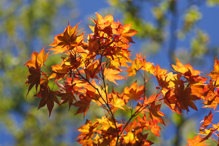 Fall Leaves