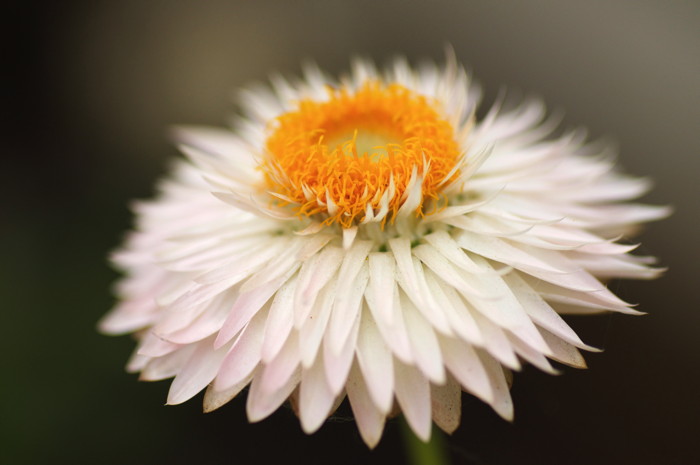 White Flower