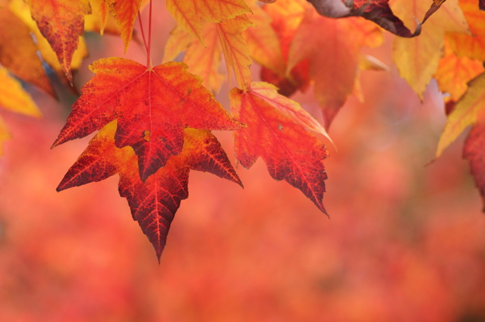 Fall Leaves