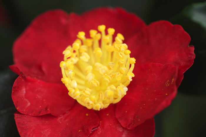 Red Flower