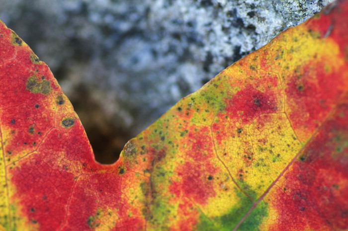 Colorful Leaf