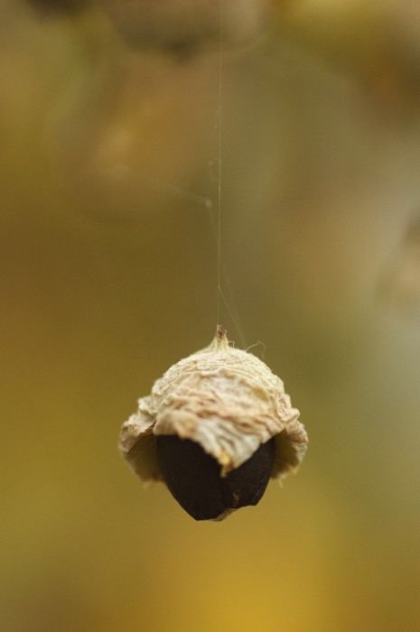 Hanging Seed Pod