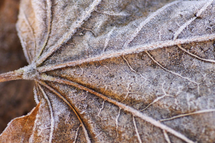 Frosty Leaf