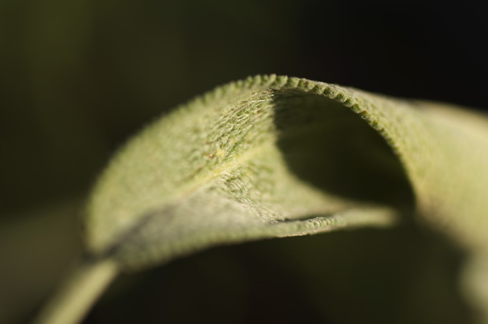 Curling Leaf