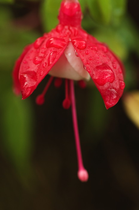 Red Flower