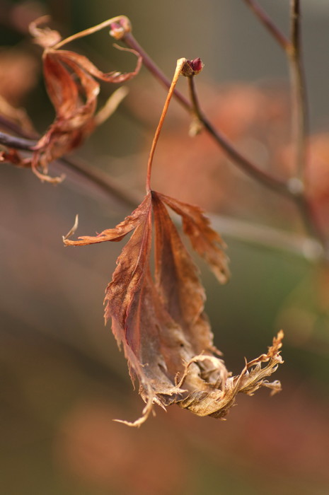 Dead Leaf