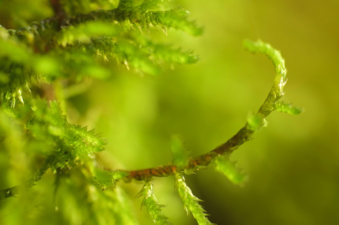 Moss