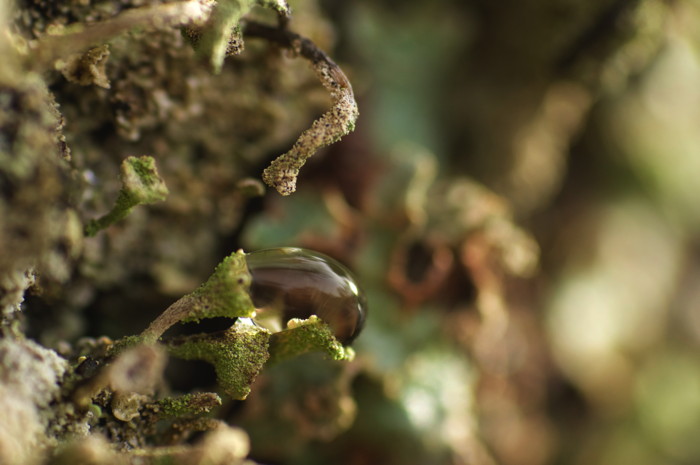 Dew On Lichen