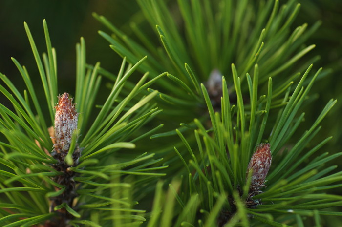 Pine Needles