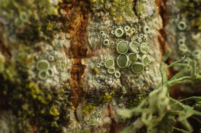 Fungus