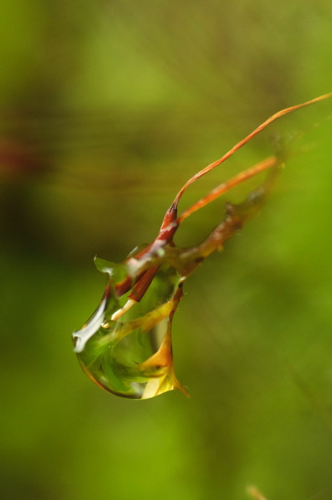 Wet Moss